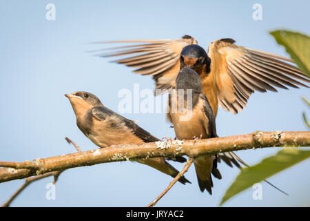 Un Fienile Swallow (Hirundo rustica) genitore alimenta affamati uccellini sull'ala. Foto Stock