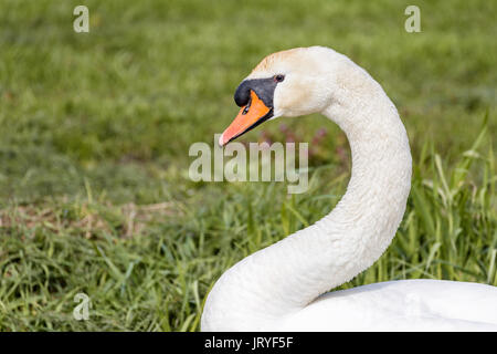 En profil ritratto di un cigno isolata su uno sfondo di erba verde. Il cigno è attento e guardare. Foto Stock