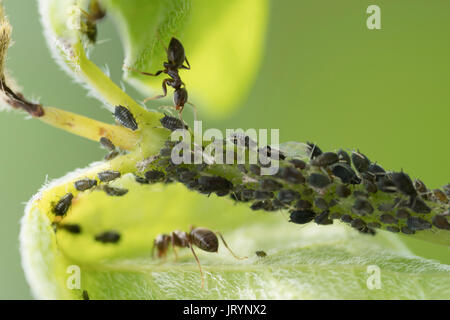 Nero Garden Ant mungitura Fagiolo Nero afidi Foto Stock