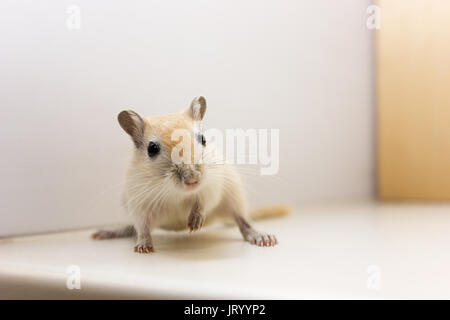 Fluffy baby di gerbillo su sfondo neutro Foto Stock