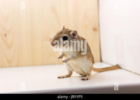 Fluffy baby di gerbillo su sfondo neutro Foto Stock