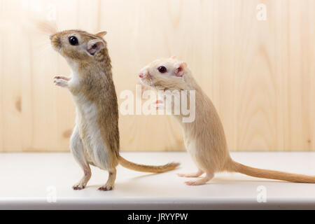 Fluffy baby di gerbillo su sfondo neutro Foto Stock