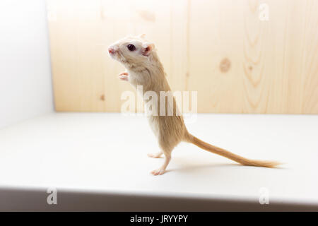 Fluffy baby di gerbillo su sfondo neutro Foto Stock