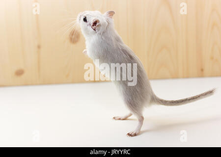 Fluffy baby di gerbillo su sfondo neutro Foto Stock