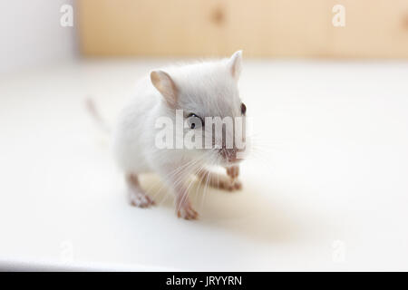 Fluffy baby di gerbillo su sfondo neutro Foto Stock