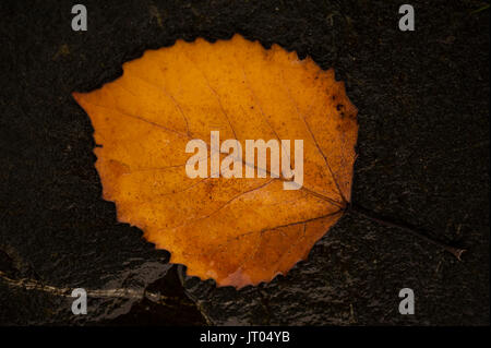 Foglia di avvizzimento nel tardo autunno in condizioni di tempo piovoso su roccia Foto Stock