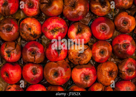 Marciume mele in righe con foglie di autunno Foto Stock