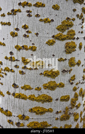 Dettaglio del tronco di pioppo nero, Jaen, Andalusia, Spagna Foto Stock