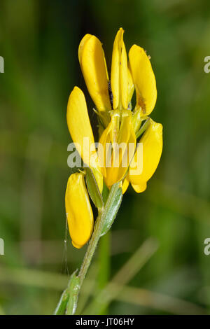 Dyers Greenweed - Genista tinctoria Closeup di fiore Foto Stock