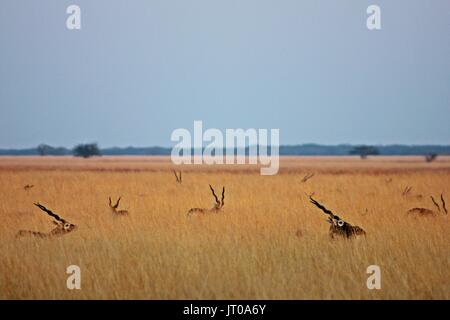 Maschio di antilopi giorno Foto Stock