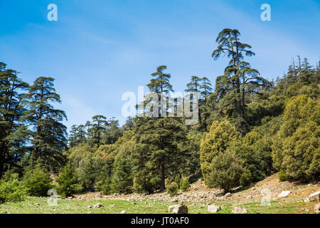 Atlas cedar foresta, vicino Azrou, Medio Atlante. Il Marocco, Maghreb Nord Africa Foto Stock