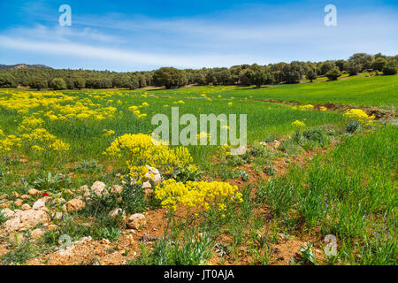 L'agricoltura. Campo di coltivazione, nei pressi di Azrou, Medio Atlante. Il Marocco, Maghreb Nord Africa Foto Stock