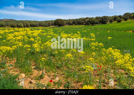 L'agricoltura. Campo di coltivazione, nei pressi di Azrou, Medio Atlante. Il Marocco, Maghreb Nord Africa Foto Stock