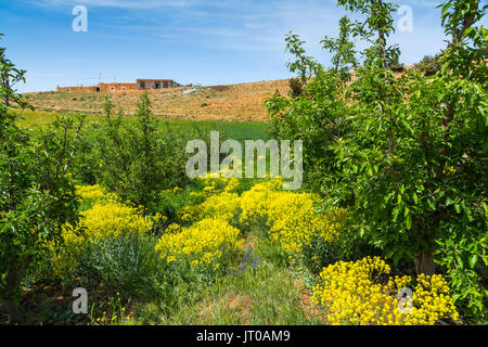 L'agricoltura. Campo di coltivazione, nei pressi di Azrou, Medio Atlante. Il Marocco, Maghreb Nord Africa Foto Stock