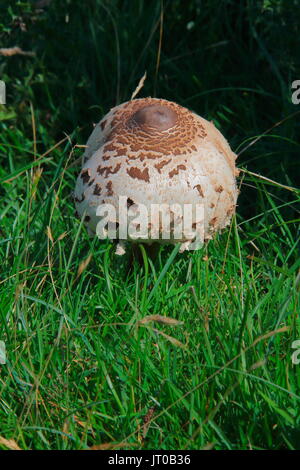 Wild crescendo molto grandi funghi in tra le erbe dei pascoli dove le pecore vagano scavaging per cibo. Foto Stock