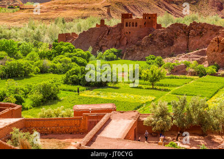 L'agricoltura. Dades Valley, Dades gole, Alto Atlante. Il Marocco, Maghreb Nord Africa Foto Stock