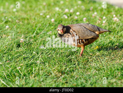 Un rosso - Pernici ( Alectoris rufa ) alimentazione su un giardino prato Foto Stock