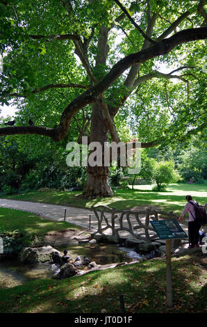 Due notevoli platani, in Square des Batignolles Parigi Francia. Foto Stock