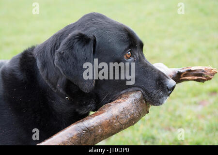 Felice il labrador nero con un bastone Foto Stock