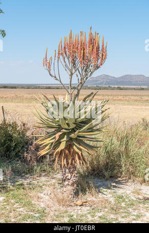 Una fioritura Windhoek o Mountain Aloe, Aloe littoralis, crescendo a Hoba meteorite vicino Grootfontein nella regione di Otjozondjupa di Namibia Foto Stock