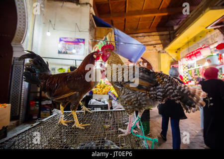 La vendita di pollame vivo, macelleria. Souk Medina di Fez, Fes el Bali. Il Marocco, Maghreb Nord Africa Foto Stock