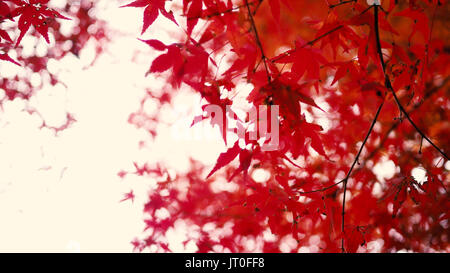 Sfocata colore rosso maple leaf su albero in Giappone a metà novembre autume stagione. Foto Stock