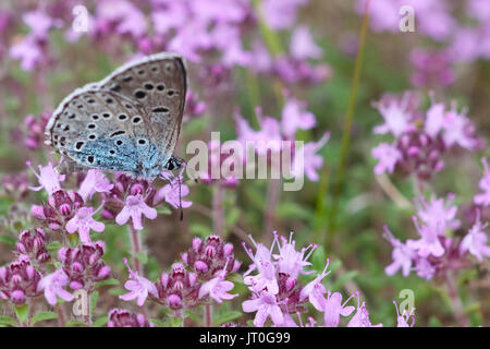 Un grande pericolo blu (Maculinea arion) alimentazione su un Thymus serpyllum pianta Foto Stock