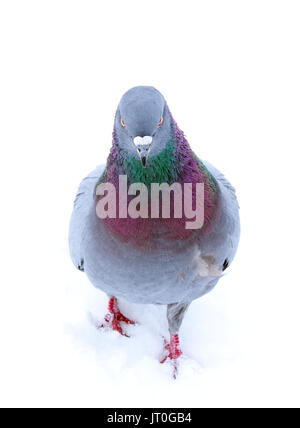 Un ritratto di un piccione domestico (Columba livia domestica). Foto Stock