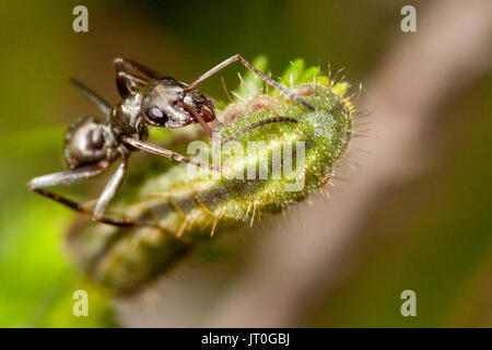 Un giardino nero ant tendente per i suoi partner mutualistica, caterpillar di argento-blu chiodati (Plebejus argus). Foto Stock