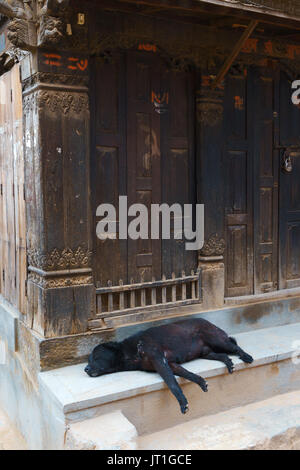 Cane nero dorme sotto il portico di una antica casa di Bhaktapur, Nepal. Foto Stock