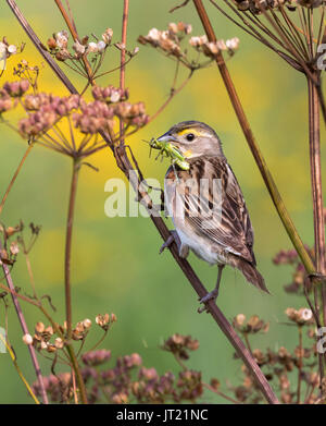 Dickcissel (Spiza americana), uomo adulto con una cavalletta nel becco, Ames, Iowa, USA Foto Stock