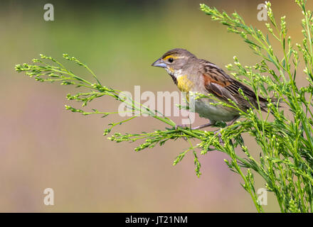 Dickcissel (Spiza americana), ritratto maschile adulto, Ames, Iowa, USA Foto Stock