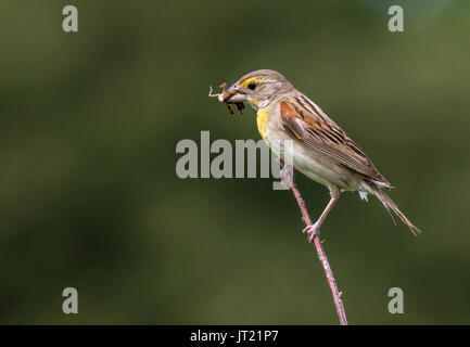 Dickcissel (Spiza americana), uomo adulto con una cavalletta nel becco, Ames, Iowa, USA Foto Stock