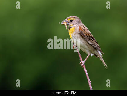 Dickcissel (Spiza americana), uomo adulto con una cavalletta nel becco, Ames, Iowa, USA Foto Stock