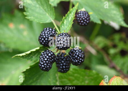Blackberries primo piano Foto Stock
