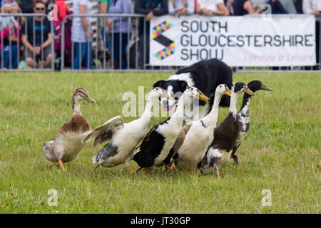 Indian Runner anatre essendo arrotondato da un cane di pecora Foto Stock