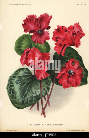 Giant ciclamino, di cultivar di Cyclamen persicum var. giganteum. Chromolithograph da Pieter de Pannemaeker dopo una illustrazione da A. Goossens da Jean Linden's'Illustration horticole, Bruxelles, 1896. Foto Stock