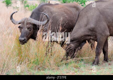 Bufali africani o bufali del capo (Syncerus caffer), si nutrono di erba, Kruger National Park, Sud Africa e Africa Foto Stock