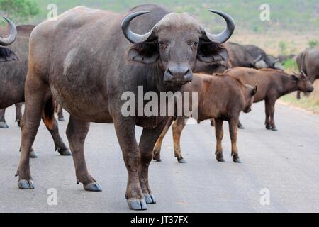 Bufali africani o bufali del capo (Syncerus caffer), mandria attraversare una strada asfaltata, il Parco Nazionale Kruger, Sud Africa e Africa Foto Stock
