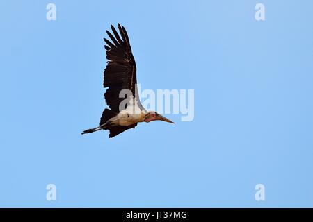 Marabou stork (Leptoptilos crumeniferus), adulto in volo, il Parco Nazionale Kruger, Sud Africa e Africa Foto Stock