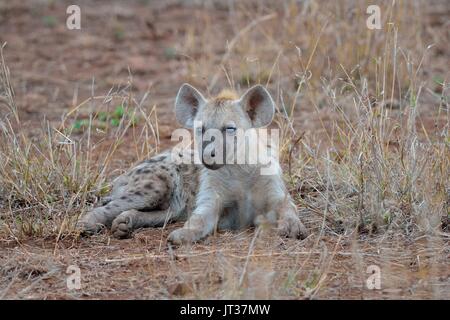 Avvistato iena o ridere iena (Crocuta crocuta), giovane maschio sdraiato, Kruger National Park, Sud Africa e Africa Foto Stock