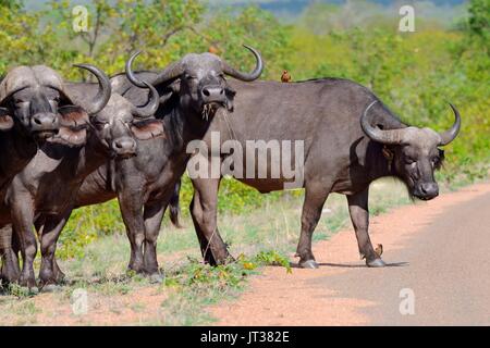 Bufali africani (Syncerus caffer) in piedi in fila dal lato della strada pavimentata con Red-fatturati oxpeckers, Kruger National Park, Sud Africa,Africa Foto Stock