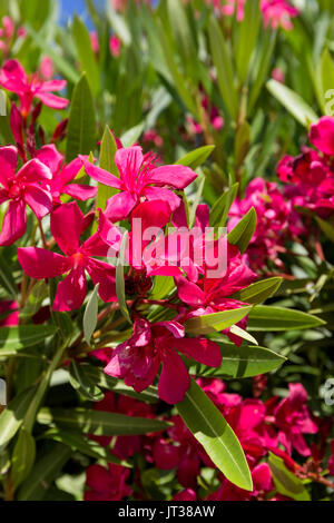 Bouganville, Atene Grecia Foto Stock