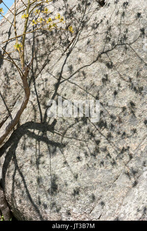 L'ombra di un albero di sassofrasso in Bloom, proiettata su una parete rocciosa. Stadio Parco Fort, Gloucester, Massachusetts Foto Stock