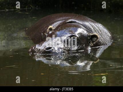 Africa occidentale di Ippopotamo pigmeo (Hexaprotodon liberiensis, Choeropsis liberiensis) Foto Stock