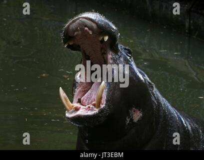 Africa occidentale di Ippopotamo pigmeo (Hexaprotodon liberiensis, Choeropsis liberiensis) Foto Stock