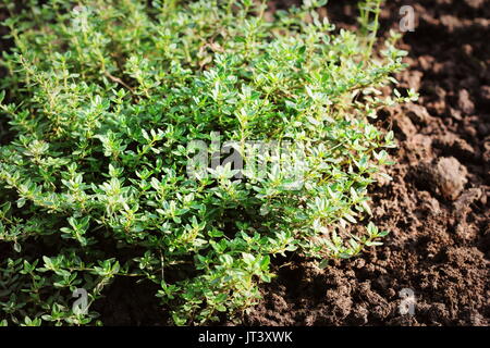 Primo piano Il limone di foglie di timo dal giardino delle erbe. Thymus citriodorus o timo di limone o timo di agrumi Foto Stock