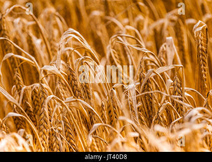 Close up di orzo in un campo che è quasi pronto per la mietitura Foto Stock