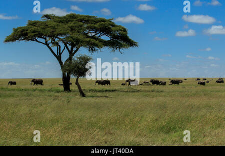 Un branco di elefanti pascolare nei prati del Serengeti Foto Stock