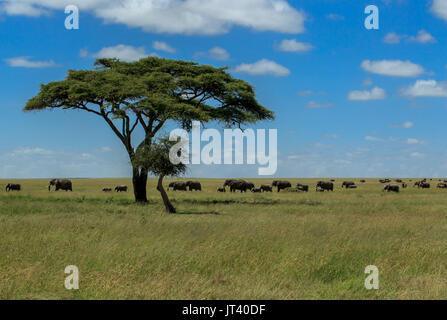 Un branco di elefanti pascolare nei prati del Serengeti Foto Stock